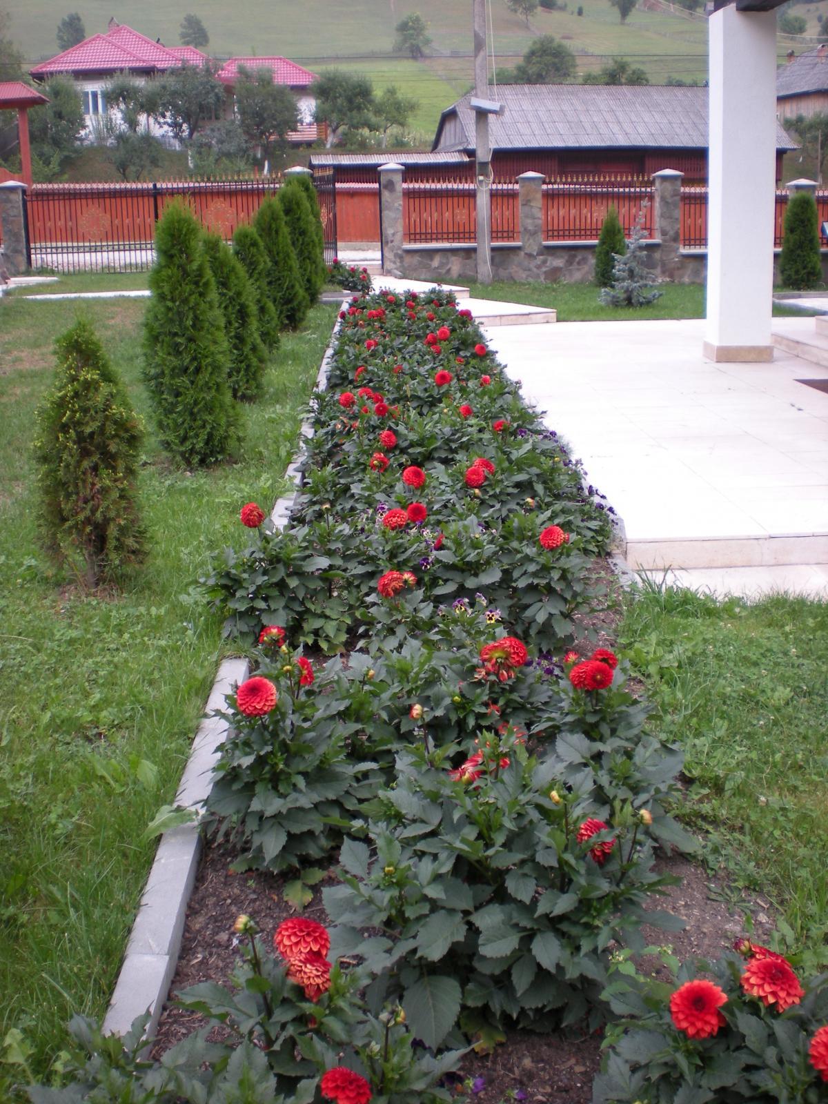 flori